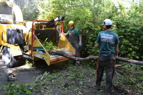 tree services Haysville